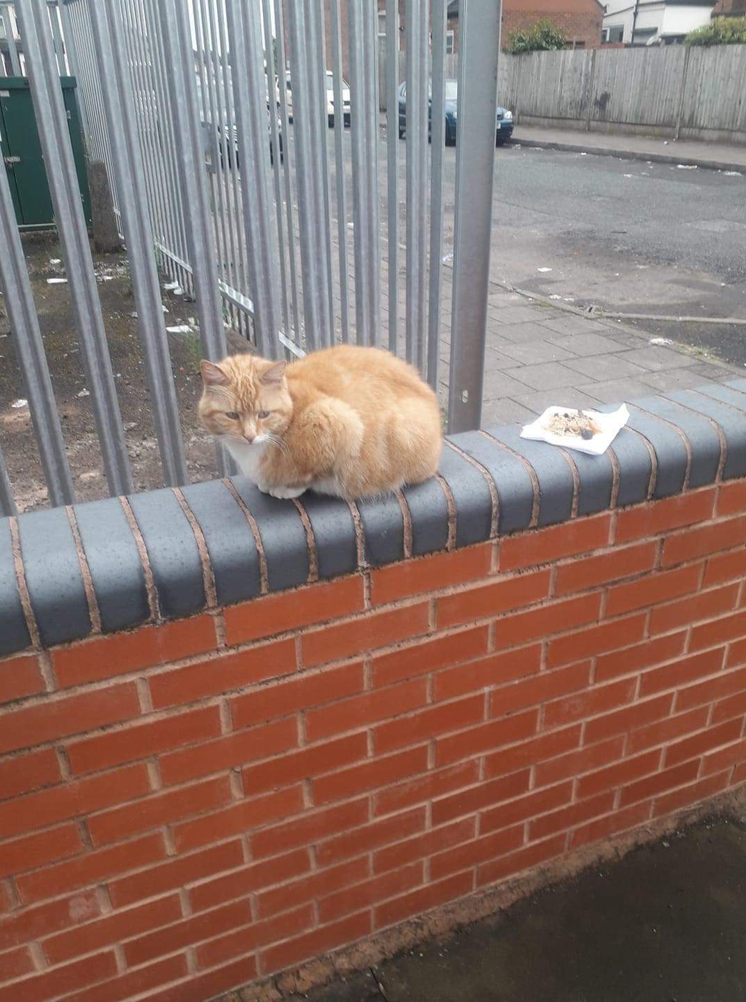 The Importance of Microchipping Redditch Cat Rescue